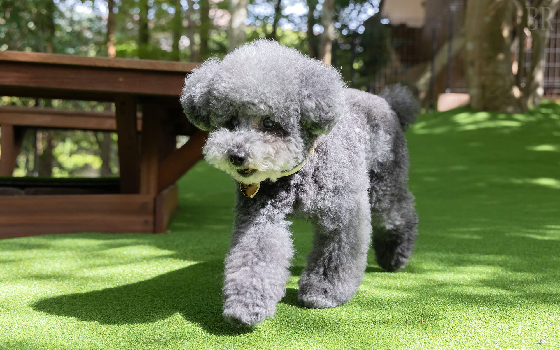 愛犬同伴可能